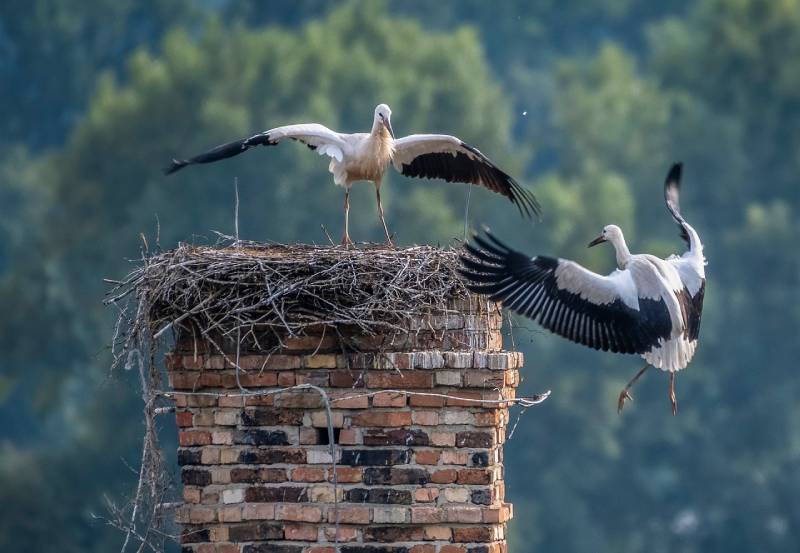 Expert Chimney Animal Removal in Millbury, MA Professional Chimney Animal Removal Services in Millbury, Massachusetts